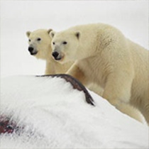 Organization of polar expeditions, analysis of geophysical data obtained at the Polish Polar Station in Spitsbergen, study of abiotic changes of natural environment in polar regions.

Head: Assoc. Prof. Mateusz Moskalik