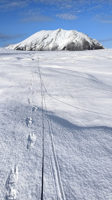 Fibre-optic cable on the Tuva glacier after first snowfall. Soon later cable was covered with more snow providing a better coupling.