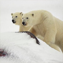 Analiza danych geofizycznych uzyskiwanych w Polskiej Stacji Polarnej na Spitsbergenie, badania zmian abiotycznych cech środowiska przyrodniczego w strefach polarnych, organizacja wypraw polarnych.

Kierownik Zakładu: dr hab. Mateusz Moskalik